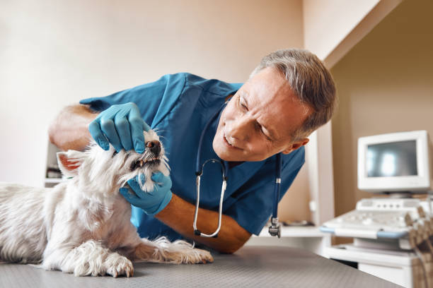 Best Emergency Dental Care for Broken or Chipped Teeth in Weleetka, OK
